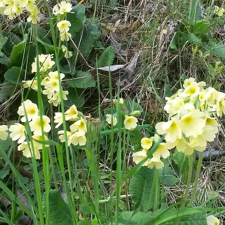 Restaurant Raetia Hotel