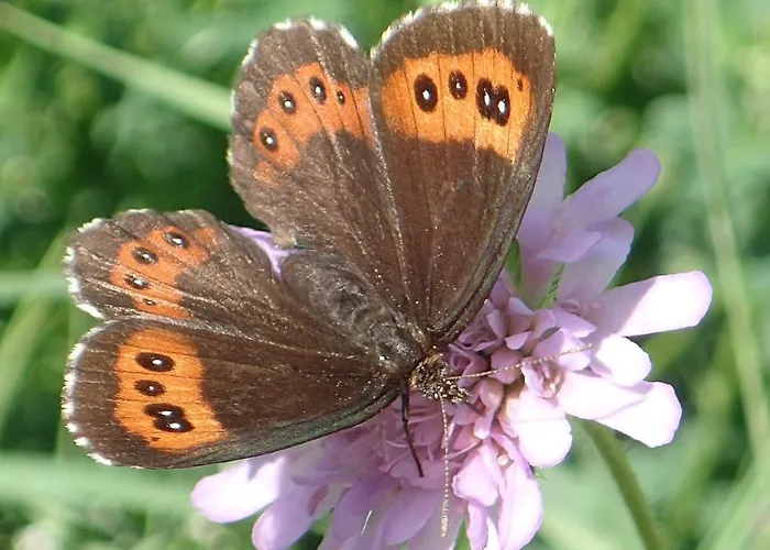 Otel Restaurant Raetia Tiefencastel