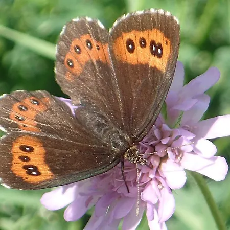 酒店 Restaurant Raetia 蒂芬卡斯特尔
